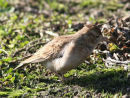 SHORT- TOED LARK